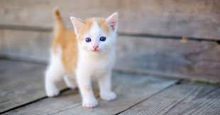 رؤية القطط في المنام