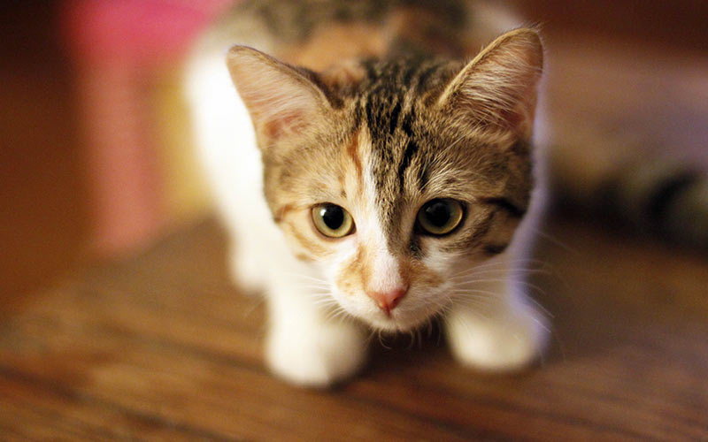 رؤية القطط في المنام