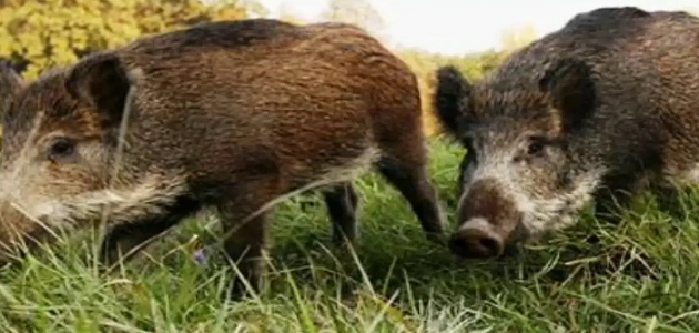 رؤية حلم الخنزير الاسود في المنام