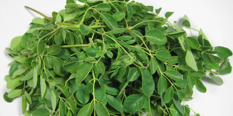 فوائد أعشاب المورينجا واستخداماتها