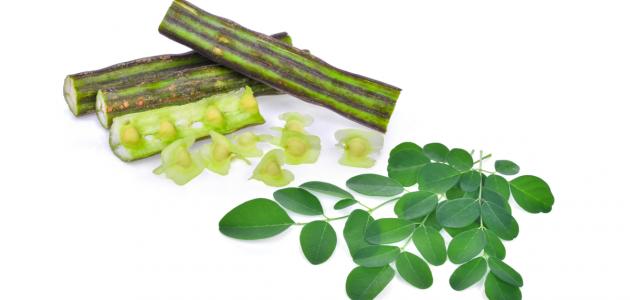 فوائد أعشاب المورينجا واستخداماتها