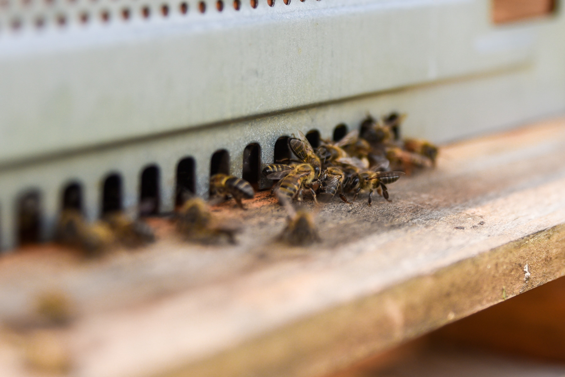 شانغريلا لو تويسروك 